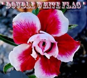 Adenium Obesum 'Double White Flag' 5 Seeds